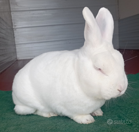 Conigli nuova Zelanda