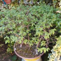 piante di olmo tipo bonsai