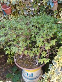 piante di olmo tipo bonsai