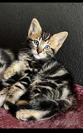 Gattino MASCHIO mix Norvegese