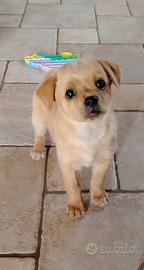 Cucciolo incrocio pechinese