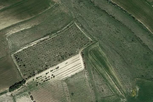 Boschetto - Vigna - Frutteto 3 ETTARI