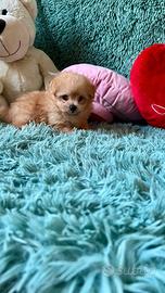 POMAPOO volpino di pomerania per Barboncino toy