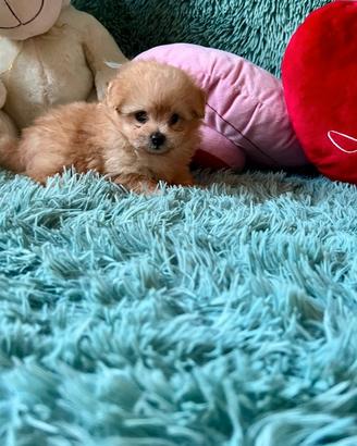 POMAPOO volpino di pomerania per Barboncino toy