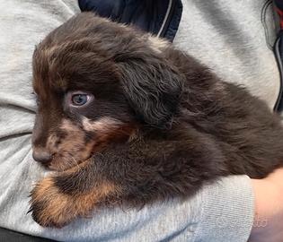 Cucciolo pastore australiano - australian shepherd