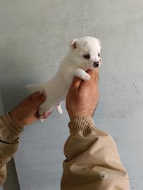 Cuccioli di  Chihuahua 