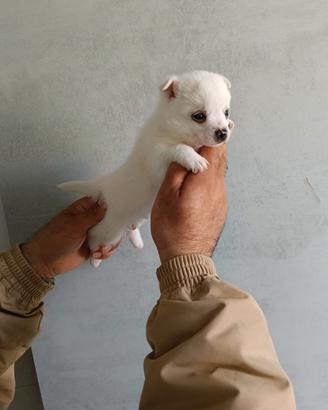 Cuccioli di  Chihuahua 