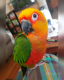 Conuri del sole e parrocchetti