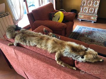 Collo di volpe inglese