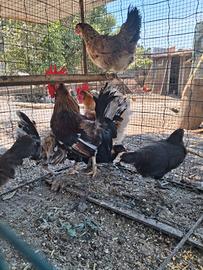 Galline e galletti