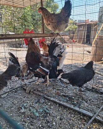 Galline e galletti