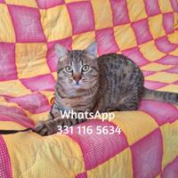 Johnny una promessa di coccole