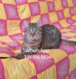 Johnny una promessa di coccole