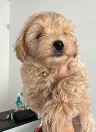 Maltipoo femmina