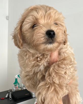 Maltipoo femmina