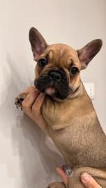 Bulldog francese