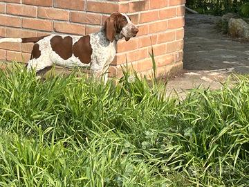 Cucciole bracco italiano