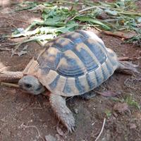 Testudo Hermanni