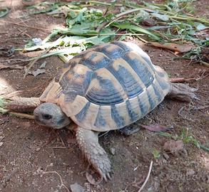 Testudo Hermanni