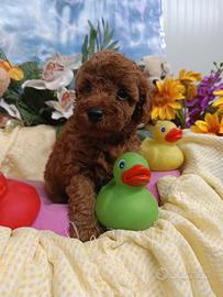 Cuccioli Rossi-e Ricciolini-Barboncini Taglia Toy
