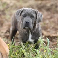 Cucciola Cane Corso sei mesi