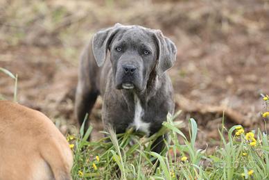 Cucciola Cane Corso sei mesi