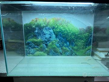 Aquario