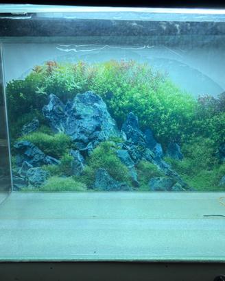 Aquario