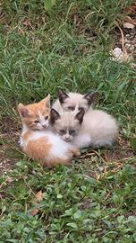 Gatti simil Siamesi / colorpoint occhi azzurri