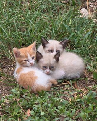 Gatti gemelli simil Siamesi / colorpoint