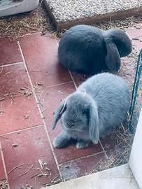 Ultimi tre Cuccioli di Coniglio ariete nano