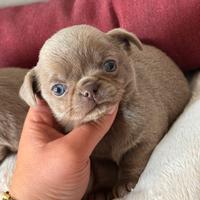 Chihuahua meravigliosa occhi chiari