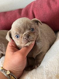 Chihuahua meravigliosa occhi chiari