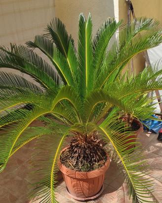 Piante Cycas 