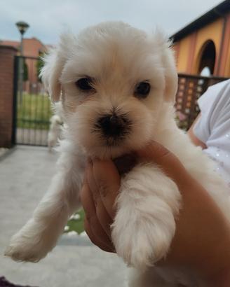 Cuccioli di Maltese