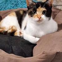 Lulu gattina 4 /5 mesi