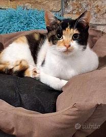 Lulu gattina 4 /5 mesi