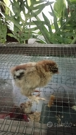 Disponibili zona tortona pulcini legbar brhama mor