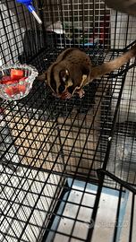 Petauro dello zucchero