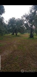 Lavori agricoli conto terzi