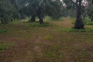 Lavori agricoli conto terzi