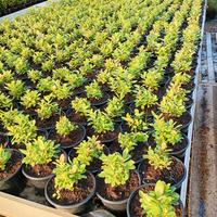 piante di corbezzolo