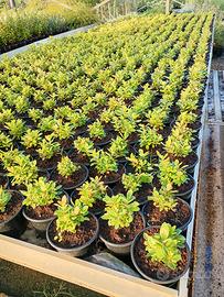 piante di corbezzolo