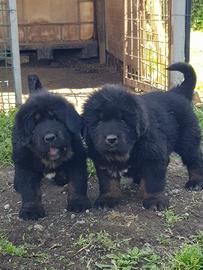 Cuccioli di Mastino Tibetano