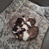 Cuccioli disponibili per pasqua