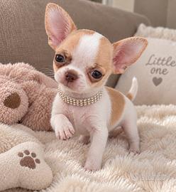 Chihuahua toy