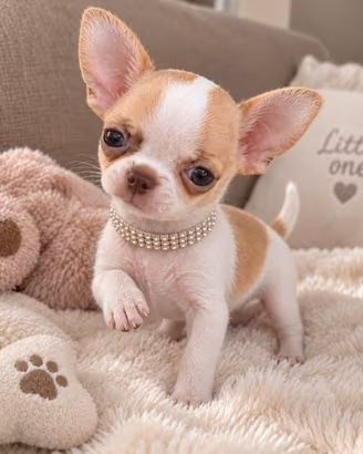 Chihuahua toy