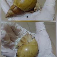 Achatina fulica e terraio accesori