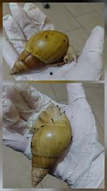 Achatina fulica e terraio accesori