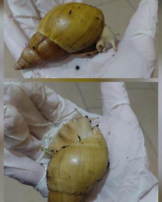 Achatina fulica e terraio accesori